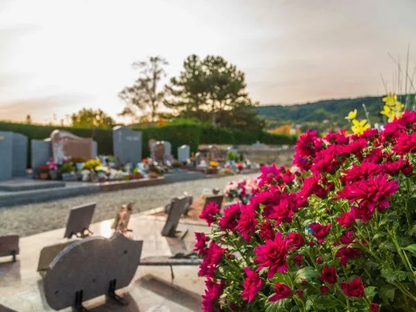 Chrysanthèmes roses en fleur dans un cimetière paysagé en arrière-plan.